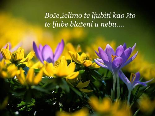 foto šuam 03