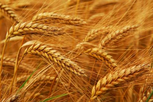 Golden wheat growing in a farm field, closeup on ears
